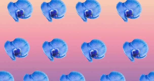 Composition Rows Blue Flowers Moving Pink Background Pattern Celebration Nature — Stock Video