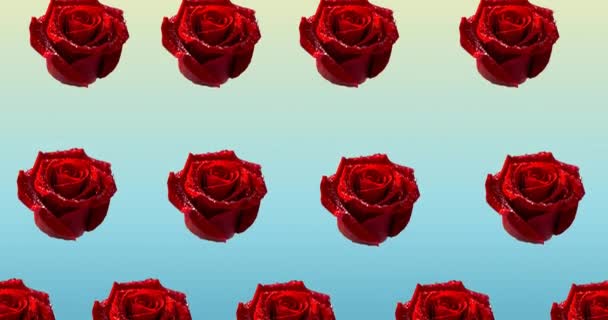 Composición Filas Rosas Rojas Que Mueven Sobre Fondo Azul Patrón — Vídeo de stock