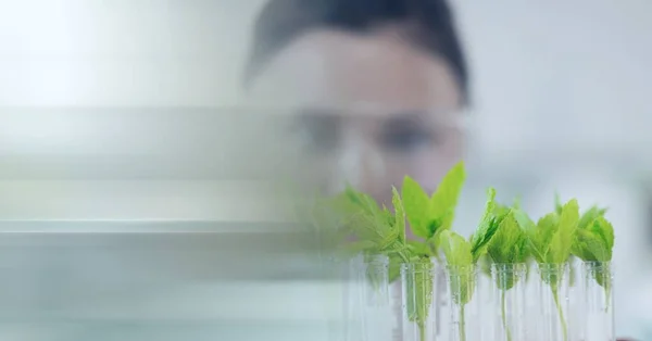 Composição Cientista Olhando Para Plantas Tubos Ensaio Laboratório Com Espaço — Fotografia de Stock