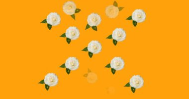 Turuncu arka planda hareket eden pembe, sarı ve beyaz güllerin animasyonu. desen, renk ve hareket konsepti dijital olarak oluşturulmuş video.