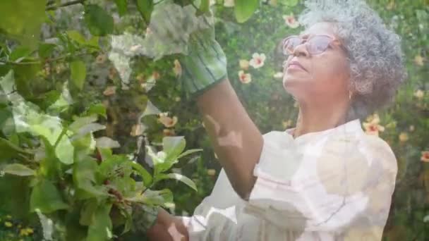 Arka Planda Bahçıvanlık Yapan Yaşlı Kadın Üzerine Parlayan Işıkların Canlandırması — Stok video