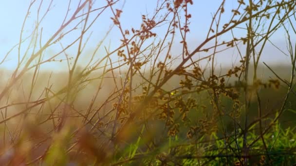 在阳光普照的乡间 草丛一片混乱 自然及户外生活方式概念数码影片 — 图库视频影像