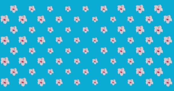 Animation Numérique Plusieurs Fleurs Roses Déplaçant Sur Fond Bleu Modèle — Video