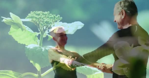 Bitkilerin Üzerinde Dans Eden Gülümseyen Yaşlı Çiftin Üzerinde Parlayan Işığın — Stok video