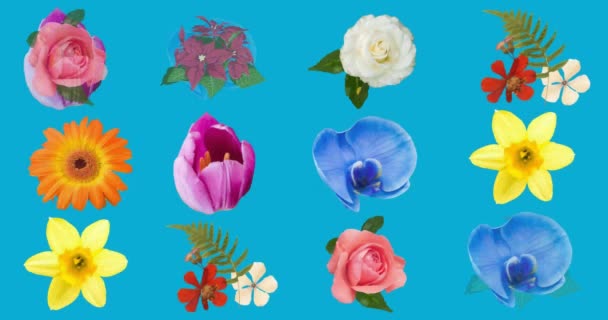 Κινούμενα Σχέδια Λουλουδιών Που Κινούνται Υπνωτική Κίνηση Μπλε Φόντο Χρώμα — Αρχείο Βίντεο
