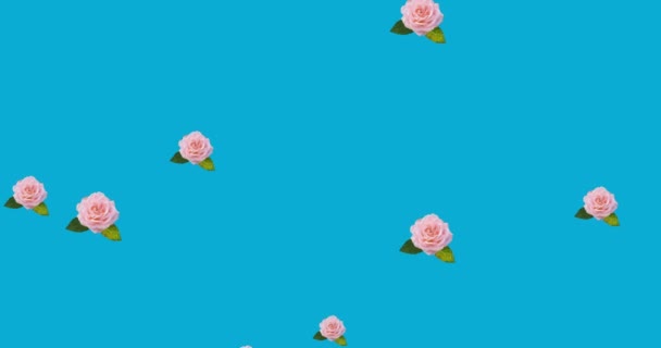 Анимация Розовых Цветов Движущихся Гипнотическом Движении Голубом Фоне Цвет Природа — стоковое видео