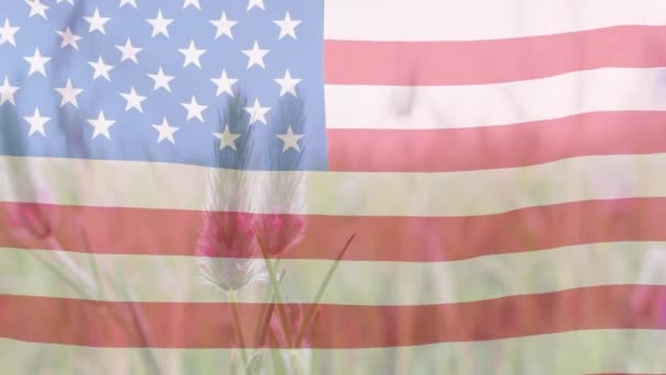 Animatie Van Amerikaanse Vlag Boven Weide Amerikaans Patriottisme Onafhankelijkheid Viering — Stockvideo