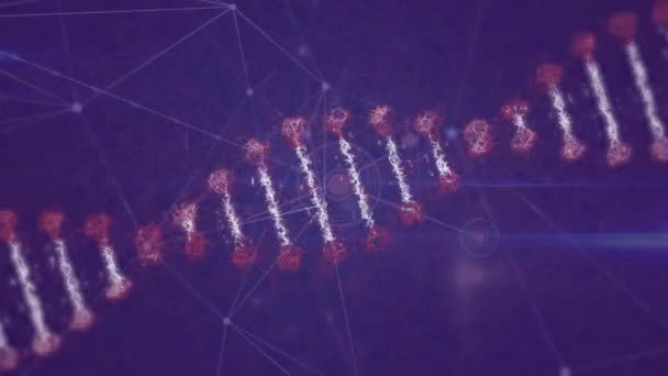 Animation Dna Strand Network Connections Purple Background Global Science Connections — Stock Video