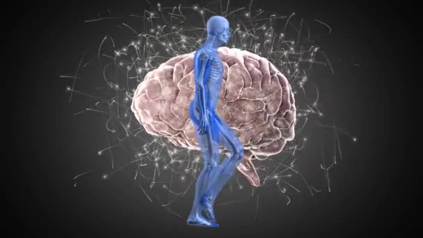 Digital Animation Human Body Model Walking Human Brain Spinning Grey — Stock Video