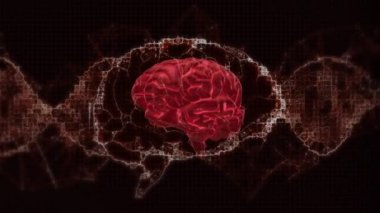 3D insan beyni animasyonu ve DNA iplikçikleri dönüyor. küresel bilim, araştırma bağlantıları ve dijital arayüz konsepti dijital olarak oluşturulmuş video.