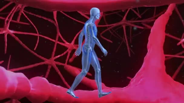 Animação Digital Modelo Corpo Humano Andando Contra Sinais Que Passam — Vídeo de Stock