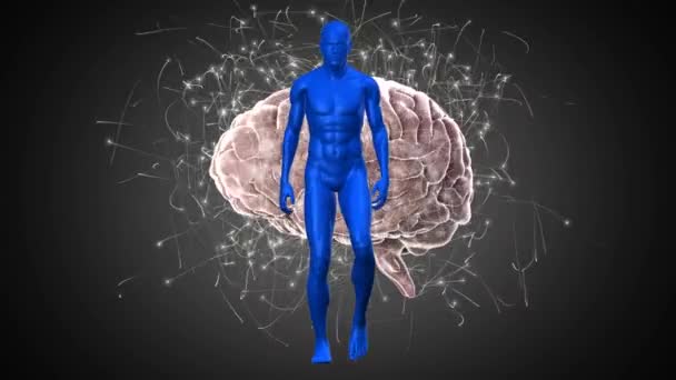 Digital Animation Human Body Model Walking Human Brain Spinning Grey — Stock Video