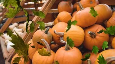 Raflardaki balkabaklarının üzerine düşen sonbahar yapraklarının animasyonu. Cadılar bayramı, sonbahar, kutlama ve geleneksel konsept dijital olarak oluşturulmuş video.