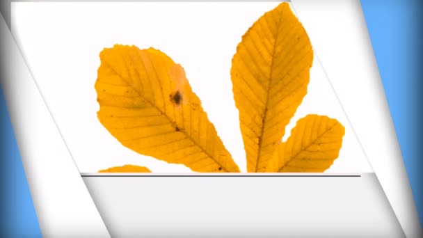 蓝色和白色形状的动画覆盖在黄色的大叶子上 Hallobetween Autumn Celebration Tradition Concept Digital Generated Video — 图库视频影像