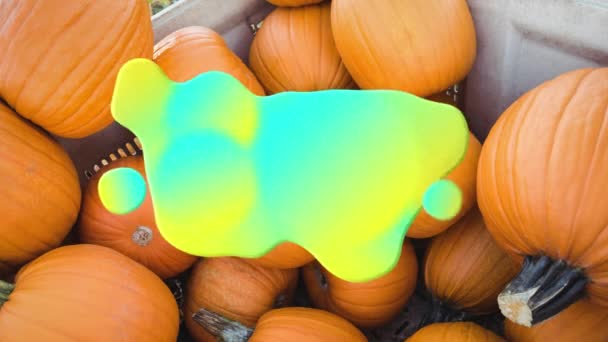 Animación Salpicaduras Azules Amarillas Sobre Parche Calabaza Halloween Otoño Celebración — Vídeo de stock