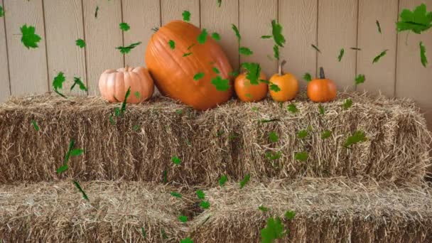 Animation Autumn Leaves Falling Pumpkin Patch Halloween Autumn Celebration Tradition — Stock Video