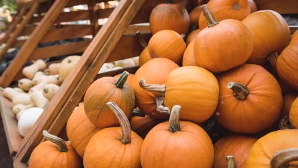 Animación Motas Blancas Flotando Sobre Calabazas Estantes Halloween Celebración Otoñal — Vídeo de stock