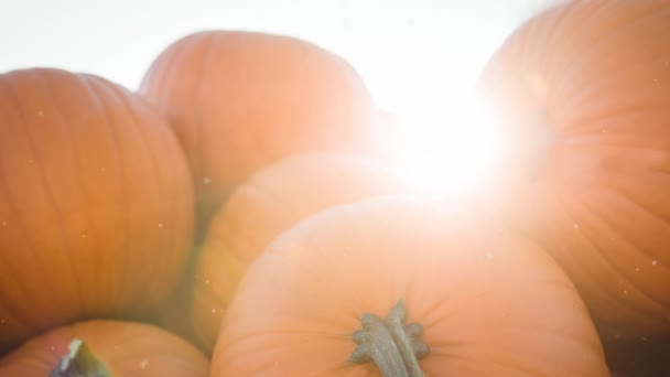 Animering Snö Faller Över Pumpa Patch Halloween Höst Fest Och — Stockvideo