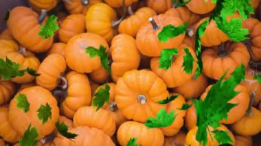 Sonbahar yapraklarının kabak tarlasına düşüşünün animasyonu. Cadılar bayramı, sonbahar, kutlama ve geleneksel konsept dijital olarak oluşturulmuş video.