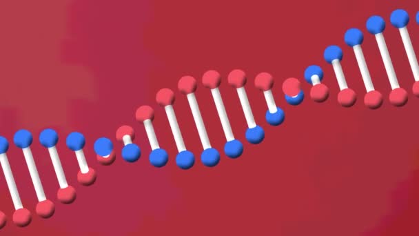Анимация Dna Spinning Красном Фоне Научно Исследовательская Концепция — стоковое видео
