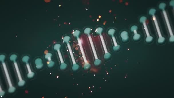 Animazione Filamento Dna Rotante Con Cuori Rossi Brillantini Che Cadono — Video Stock