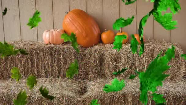 秋の葉のアニメーションはカボチャのパッチに落ちます ハロウィーン お祝いと伝統の概念デジタルで生成されたビデオ — ストック動画