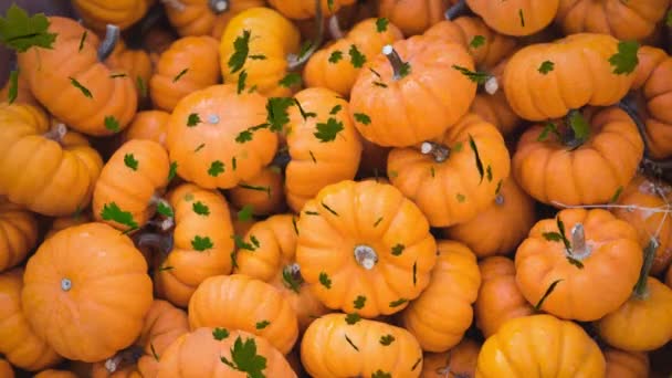 Animación Hojas Otoño Que Caen Sobre Parche Calabaza Halloween Otoño — Vídeo de stock