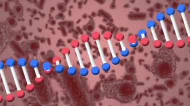DNA iplikçiklerinin dönmesi ve makro covid 19 hücrenin animasyonu. küresel covid 19 salgın konsepti dijital olarak oluşturulmuş video.