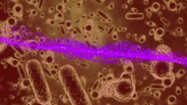 紫色の光道とマクロブラウンCovid 19細胞のアニメーション 世界中で流行している19の概念をデジタルで — ストック動画