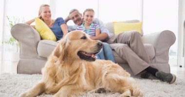 Mutlu beyaz bir ailesi olan sevimli labrador evcil köpeğinin animasyonu. ev hayatı ve evcil hayvan arkadaşı konsepti dijital olarak oluşturulmuş video.