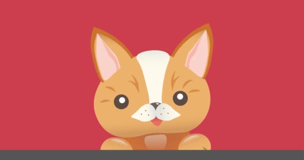 Animación Gato Mascota Lindo Sobre Fondo Rosa Concepto Doméstico Animales — Vídeo de stock