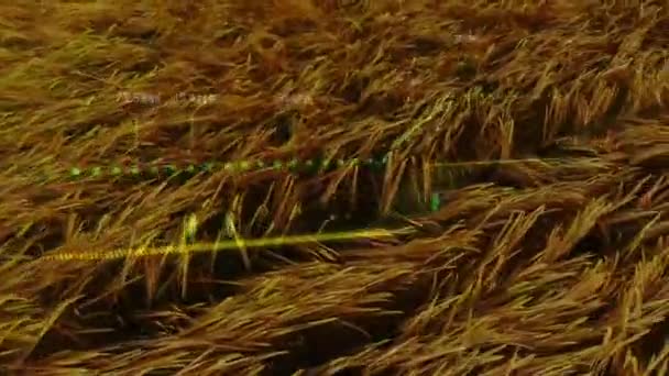 Animación Del Procesamiento Datos Financieros Sobre Campo Agrícola Agricultura Global — Vídeo de stock