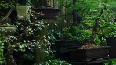 Bahçe vitrinindeki çoklu yeşil bonsai ağaçlarının genel görüntüsü. Doğa, sükunet, bitkiler ve bahçe işleri..
