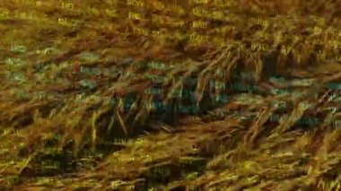 Tarım alanında finansal veri işleme animasyonu. küresel tarım, işletme, dijital arayüz, teknoloji ve ağ konsepti dijital olarak oluşturulmuş video.