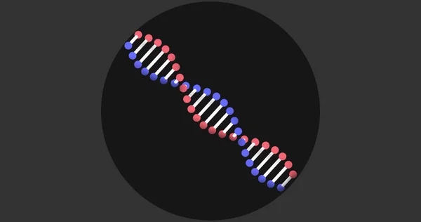 一个数字3D红色 蓝色和白色双螺旋Dna链旋转图像 中间为灰色背景的黑色范围 医学遗传学概念数字化生成的图像 — 图库照片