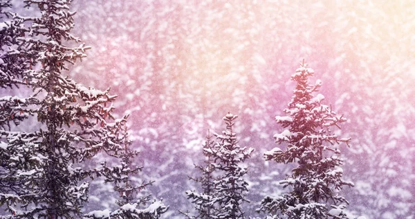 Afbeelding Van Winter Landschap Met Lichte Vlekken Sparren Bomen Bedekt — Stockfoto