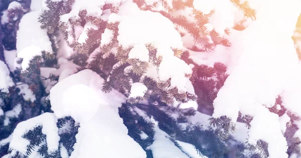 Изображение Пейзажа Зимними Пейзажами Еловыми Ветвями Покрытыми Снегом Концепция Празднования — стоковое фото