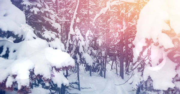 Изображение Пейзажа Зимних Пейзажей Светлыми Пятнами Лесных Елок Покрытых Снегом — стоковое фото