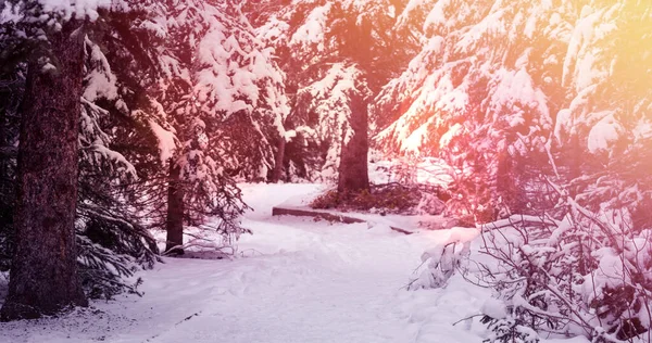 Bild Der Winterlandschaft Landschaft Mit Hellen Flecken Und Tannenbäumen Mit — Stockfoto