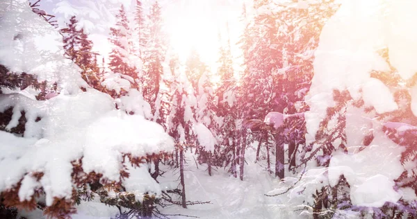 눈으로 전나무 숲으로 이루어진 크리스마스 계절은 디지털로 만들어 이미지를 — 스톡 사진
