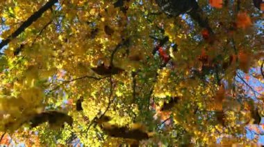 Yeşil ormanın üzerine düşen birden fazla yaprağın animasyonu. Doğa, sonbahar ve mevsimler dijital olarak üretilen video konsepti.