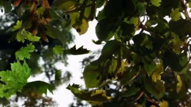 Sonbahar ağacının üzerine düşen birden fazla yaprağın animasyonu. Doğa, sonbahar ve mevsimler dijital olarak üretilen video konsepti.