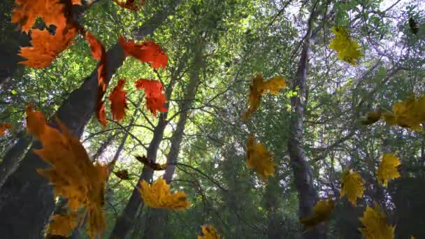 緑の森に落ちる複数の葉のアニメーション 自然や秋や季節の概念をデジタルで生成し — ストック動画