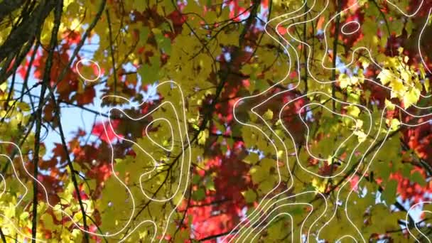 Sonbahar Ağaçlarının Üzerinde Birden Fazla Beyaz Çizgi Doğa Sonbahar Mevsimler — Stok video