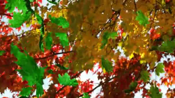 Κινούμενα Σχέδια Πολλαπλών Φύλλων Που Πέφτουν Πάνω Από Φθινοπωρινά Δέντρα — Αρχείο Βίντεο