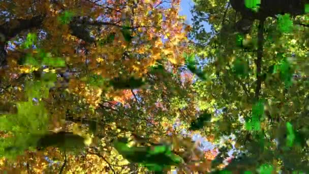 Animatie Van Meerdere Bladeren Die Groen Bos Vallen Natuur Herfst — Stockvideo