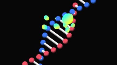 Siyah arka planda dönen DNA ipliği üzerinde parlayan damlacıkların animasyonu. Bilim ve araştırma konsepti dijital olarak oluşturulmuş video.