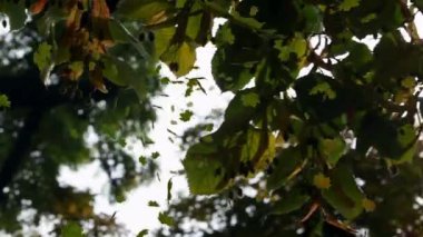 Yeşil ormanın üzerine düşen birden fazla yaprağın animasyonu. Doğa, sonbahar ve mevsimler dijital olarak üretilen video konsepti.