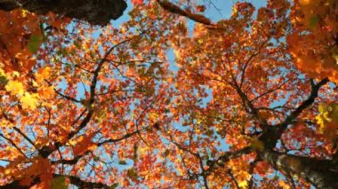 Yeşil ormanın üzerine düşen birden fazla yaprağın animasyonu. Doğa, sonbahar ve mevsimler dijital olarak üretilen video konsepti.