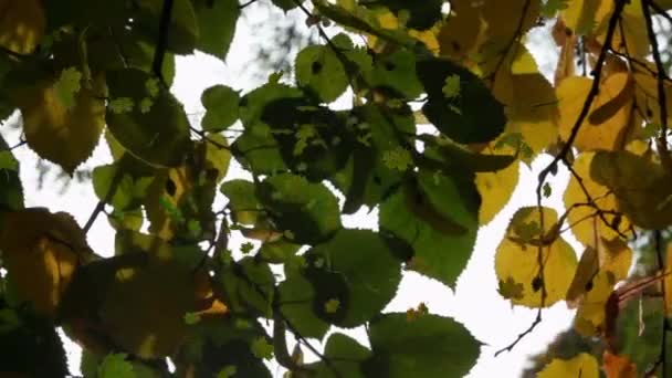 緑の森に落ちる複数の葉のアニメーション 自然や秋や季節の概念をデジタルで生成し — ストック動画